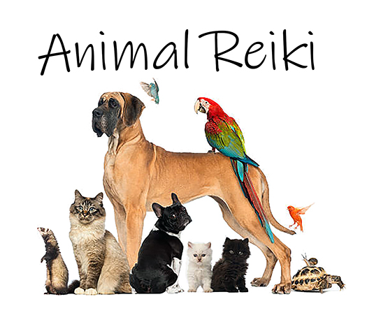 Animal Reiki Training