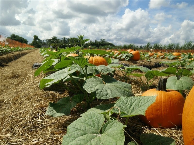 Pumpkin Production in Illinois