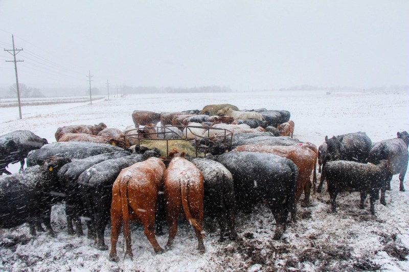 How Livestock Stays Warm During Winter