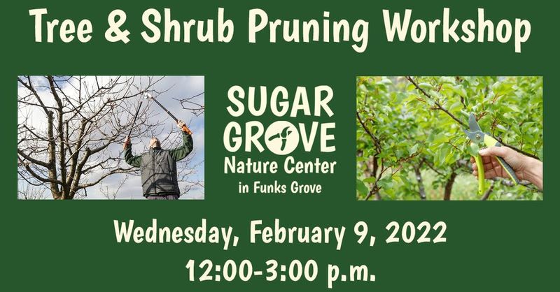 Tree and Shrub Pruning Workshop