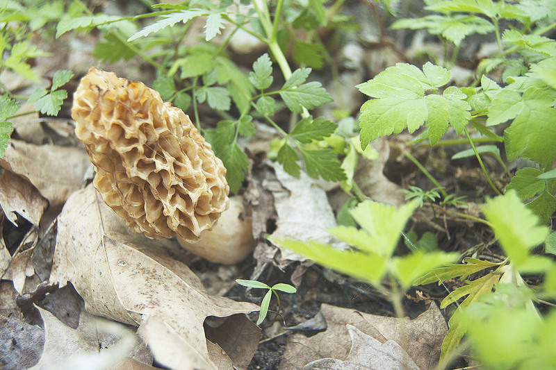 Mushroom Season Comes to Central Illinois