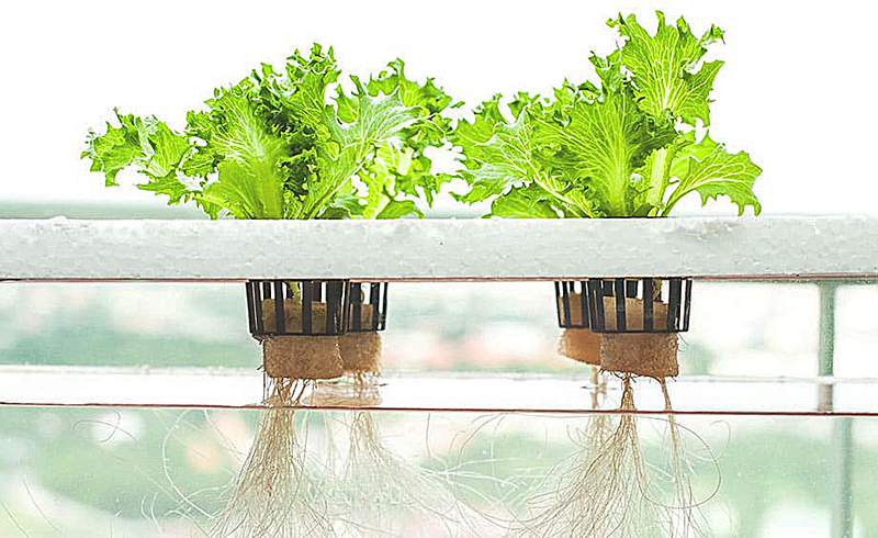 Hydroponics: Growing Without Soil