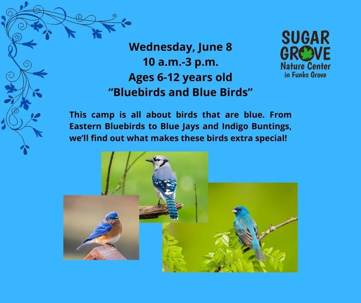 Bluebirds and Blue Birds Camp