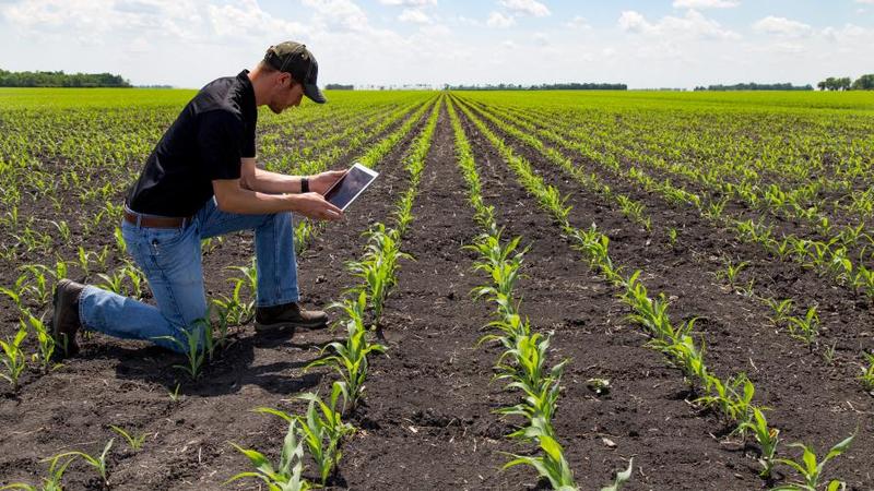 The Importance of Crop Scouting a Field